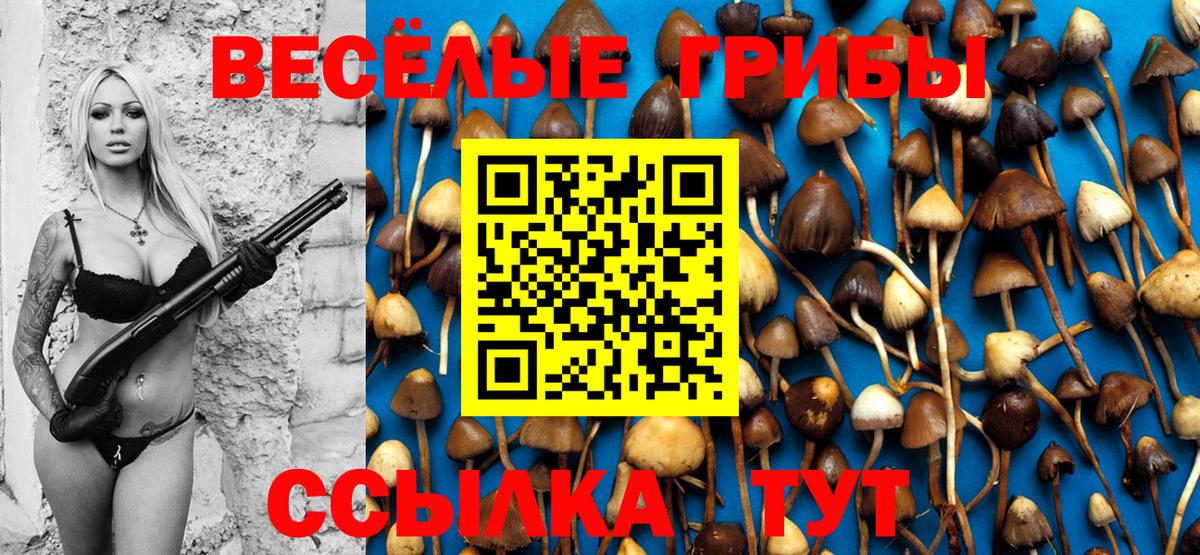 Галлюциногенные грибы Psilocybine cubensis Звенигород